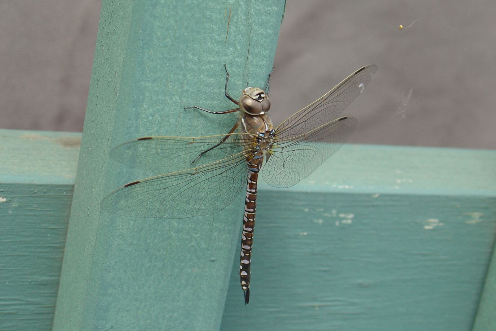 Sony DSC-V1 sample photo. Dragonfly, resting, insect photography