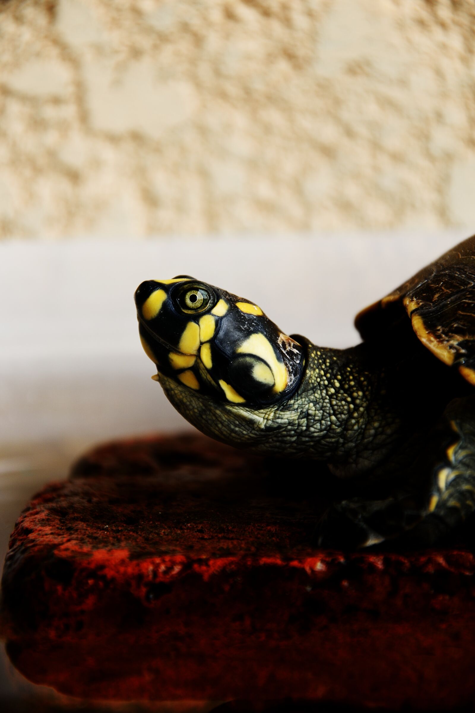 Nikon D5500 sample photo. Animal, close-up, pet photography