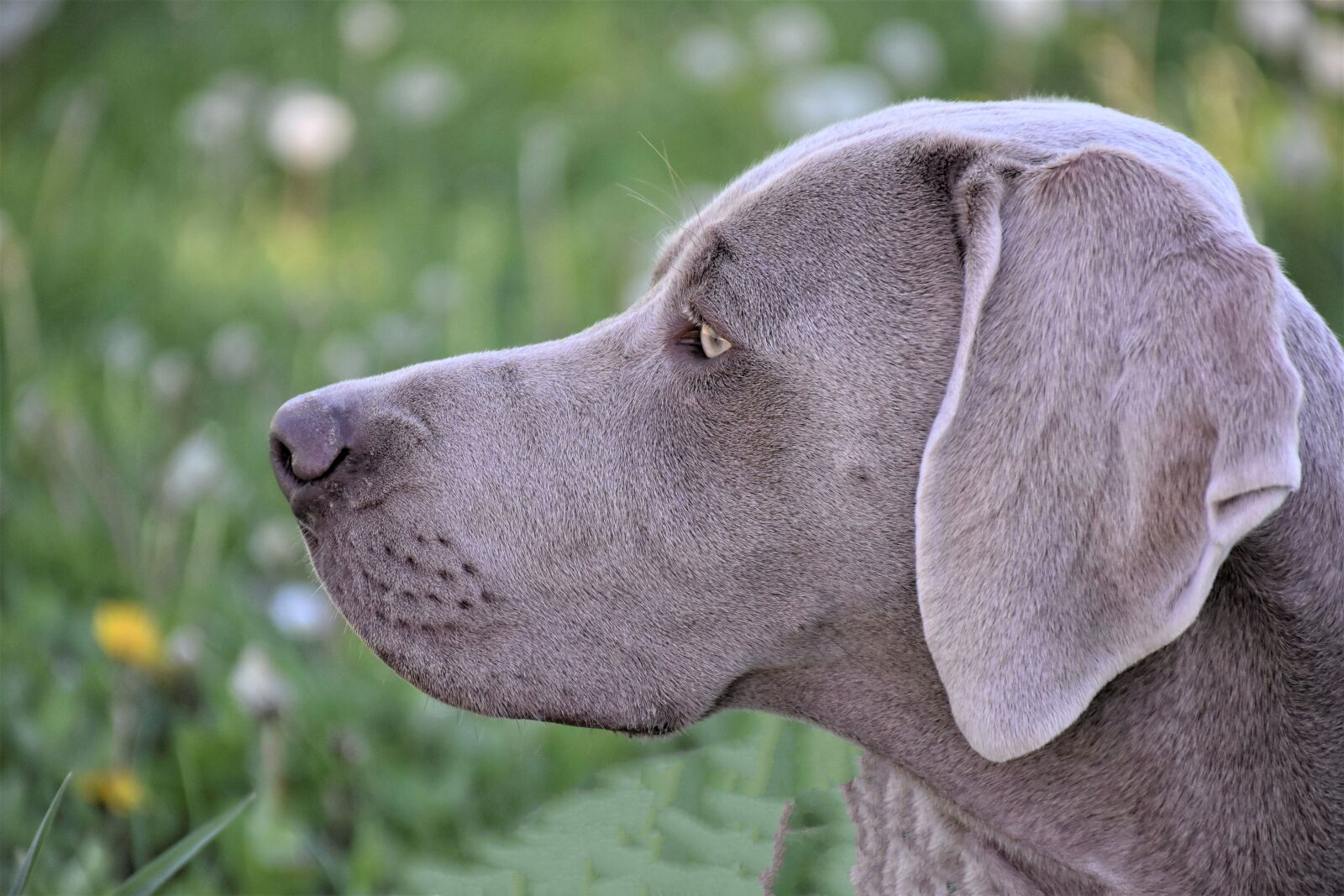 Nikon D7200 sample photo. Dog, weimaraner, pet photography