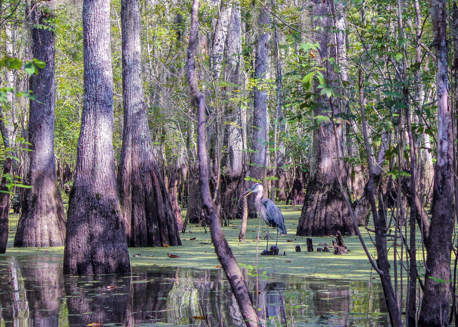 Canon EOS 600D (Rebel EOS T3i / EOS Kiss X5) sample photo. Swamp, bayou, bog photography