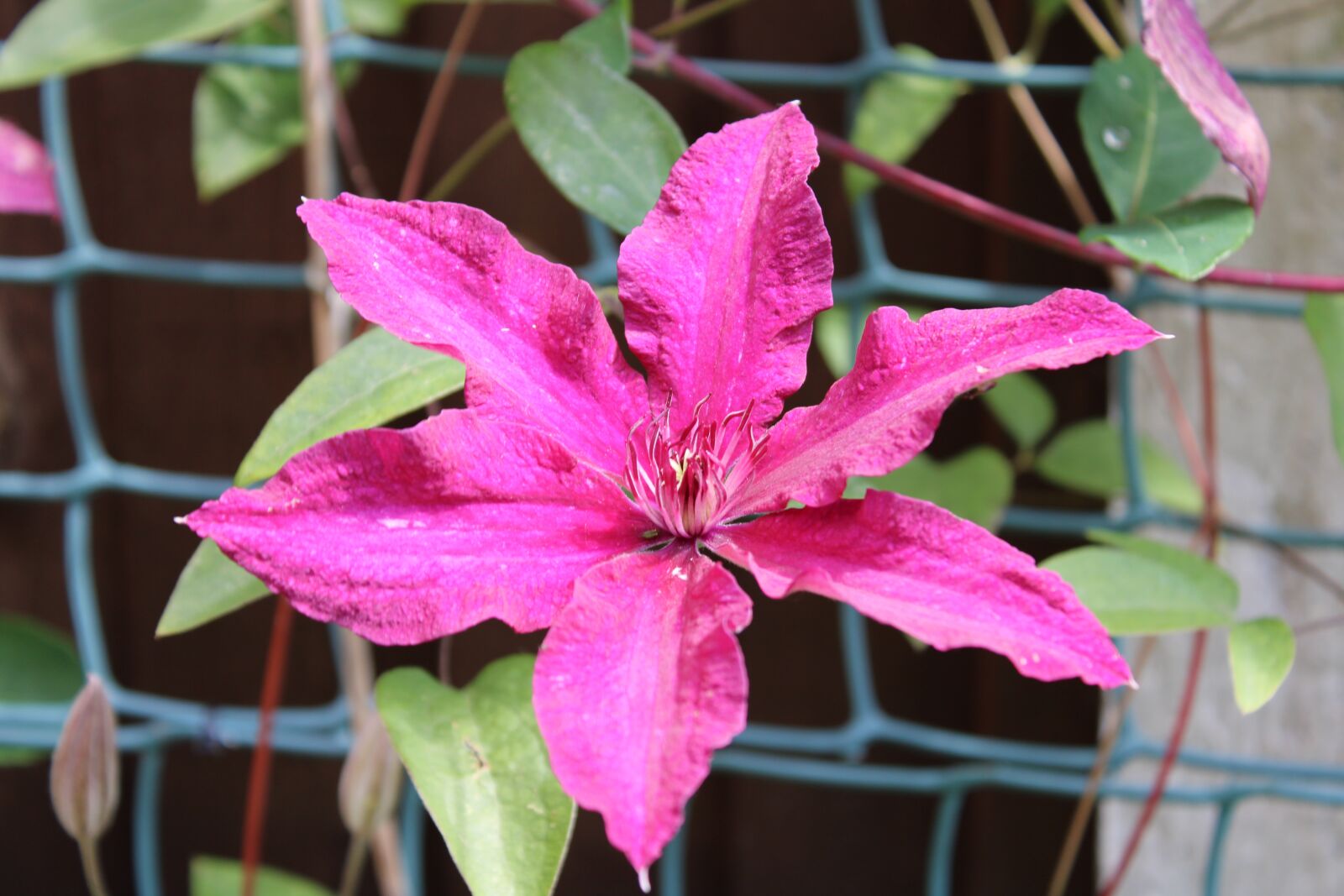Canon EOS 2000D (EOS Rebel T7 / EOS Kiss X90 / EOS 1500D) sample photo. Clematis, flower, purple photography