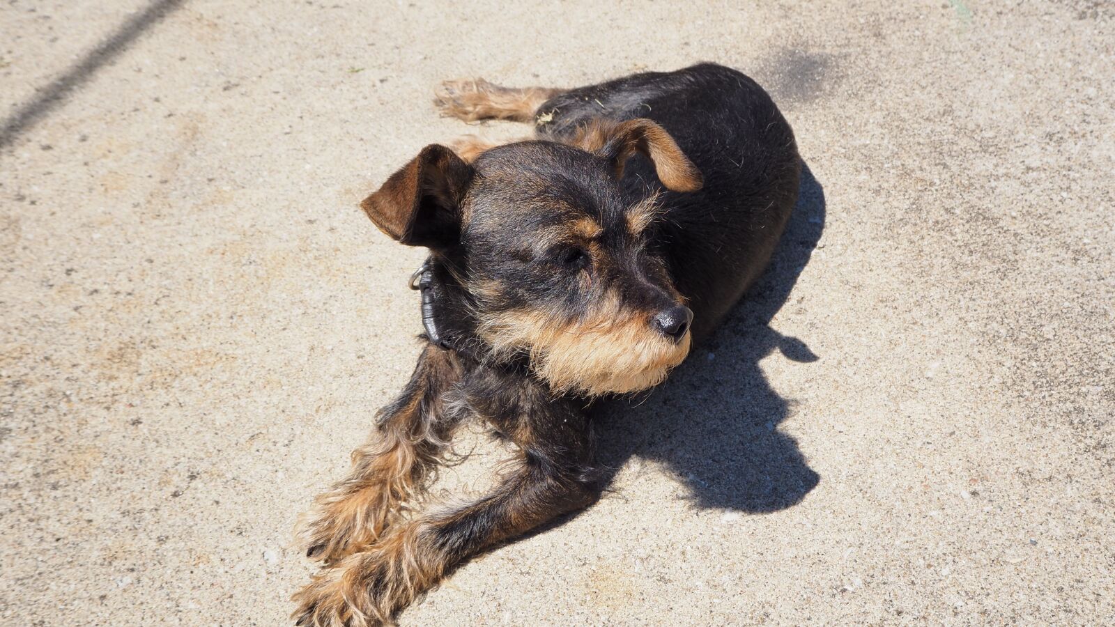 Olympus OM-D E-M10 II sample photo. Dog, pet, animal photography
