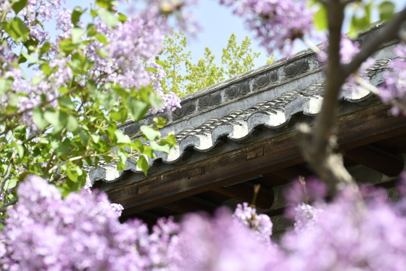 Nikon D7500 sample photo. Wall, flowers, spring photography