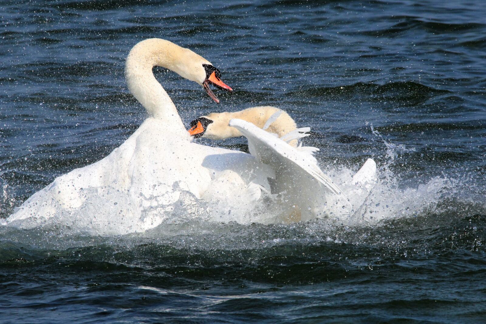 Canon EOS 1200D (EOS Rebel T5 / EOS Kiss X70 / EOS Hi) + Tamron SP 150-600mm F5-6.3 Di VC USD sample photo. Revier fight, swans, lake photography