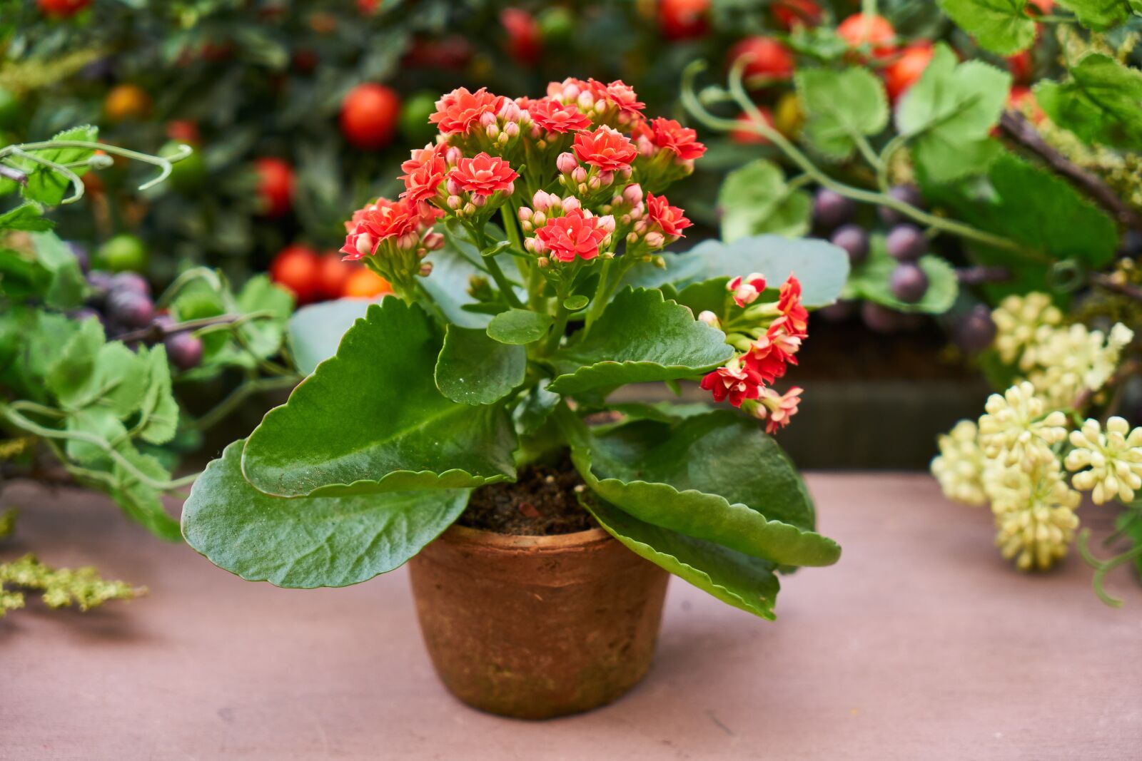 Sony a7R II sample photo. Flower, flowerpot, nature photography