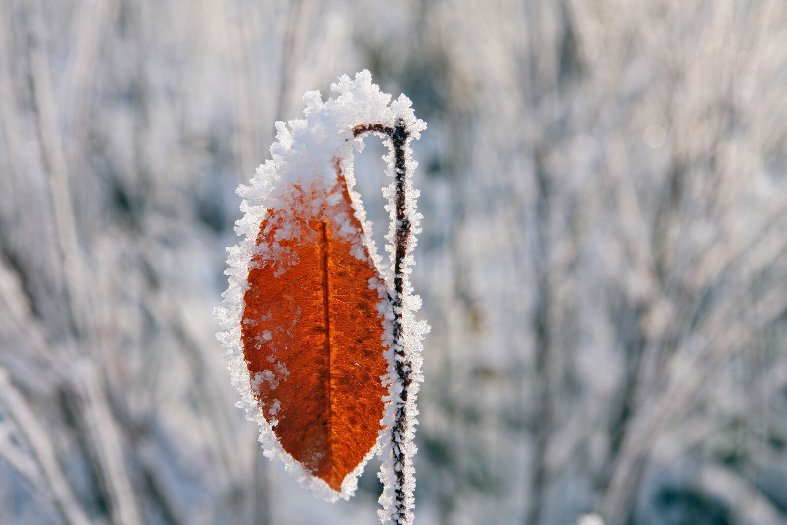 Canon EOS 40D sample photo. Leaf, ice, crystals photography