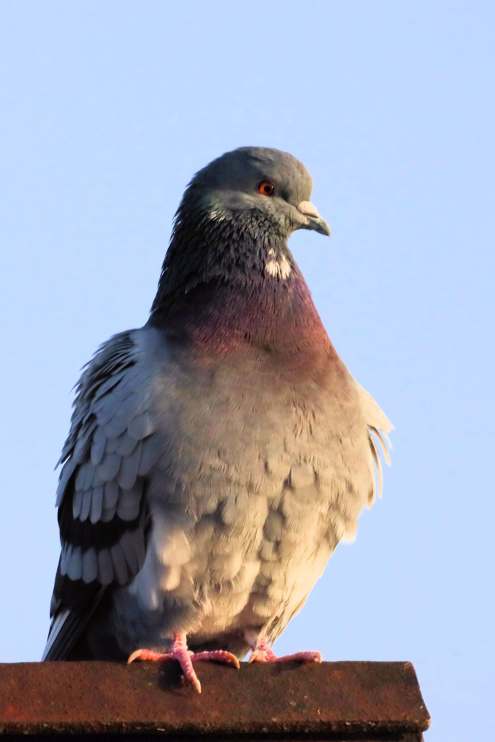 150-600mm F5-6.3 DG OS HSM | Contemporary 015 sample photo. Pigeon, bird, feathers photography