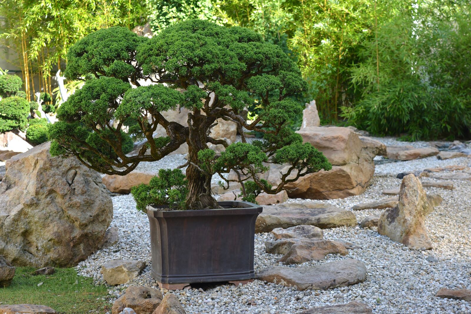 Nikon D5200 sample photo. Bonsai, japan, tree photography