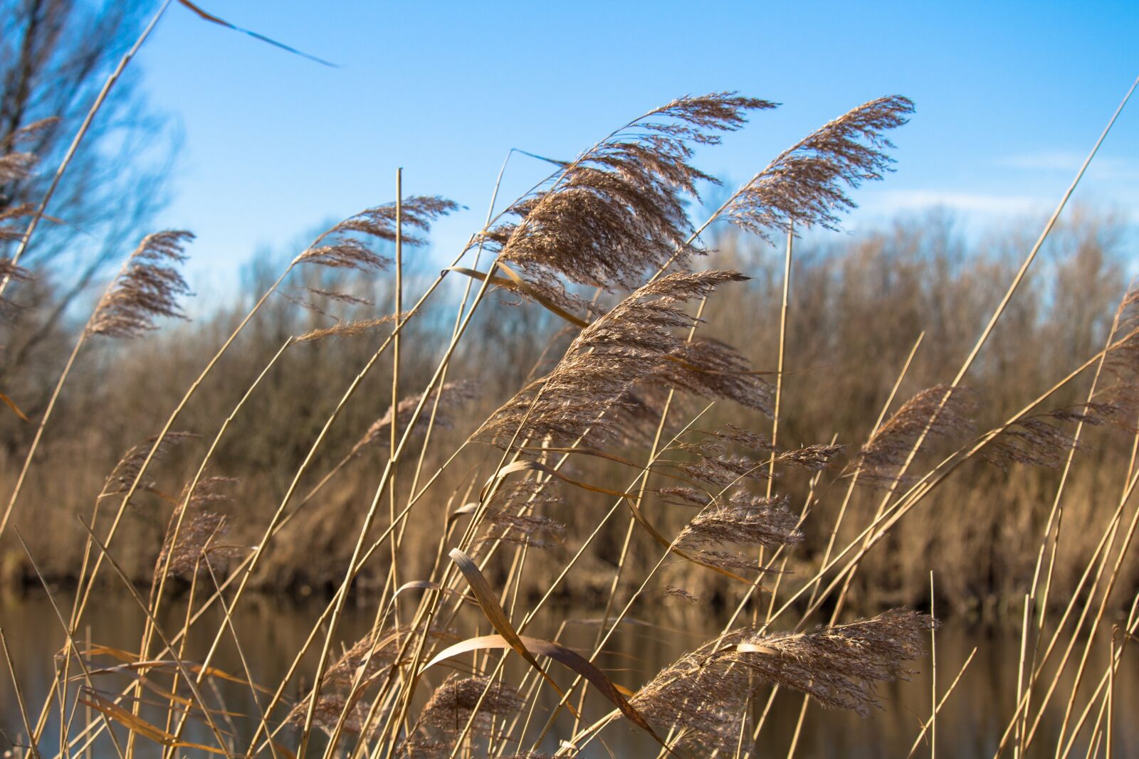 Canon EOS 100D (EOS Rebel SL1 / EOS Kiss X7) sample photo. Reed, reed plume, waterfront photography