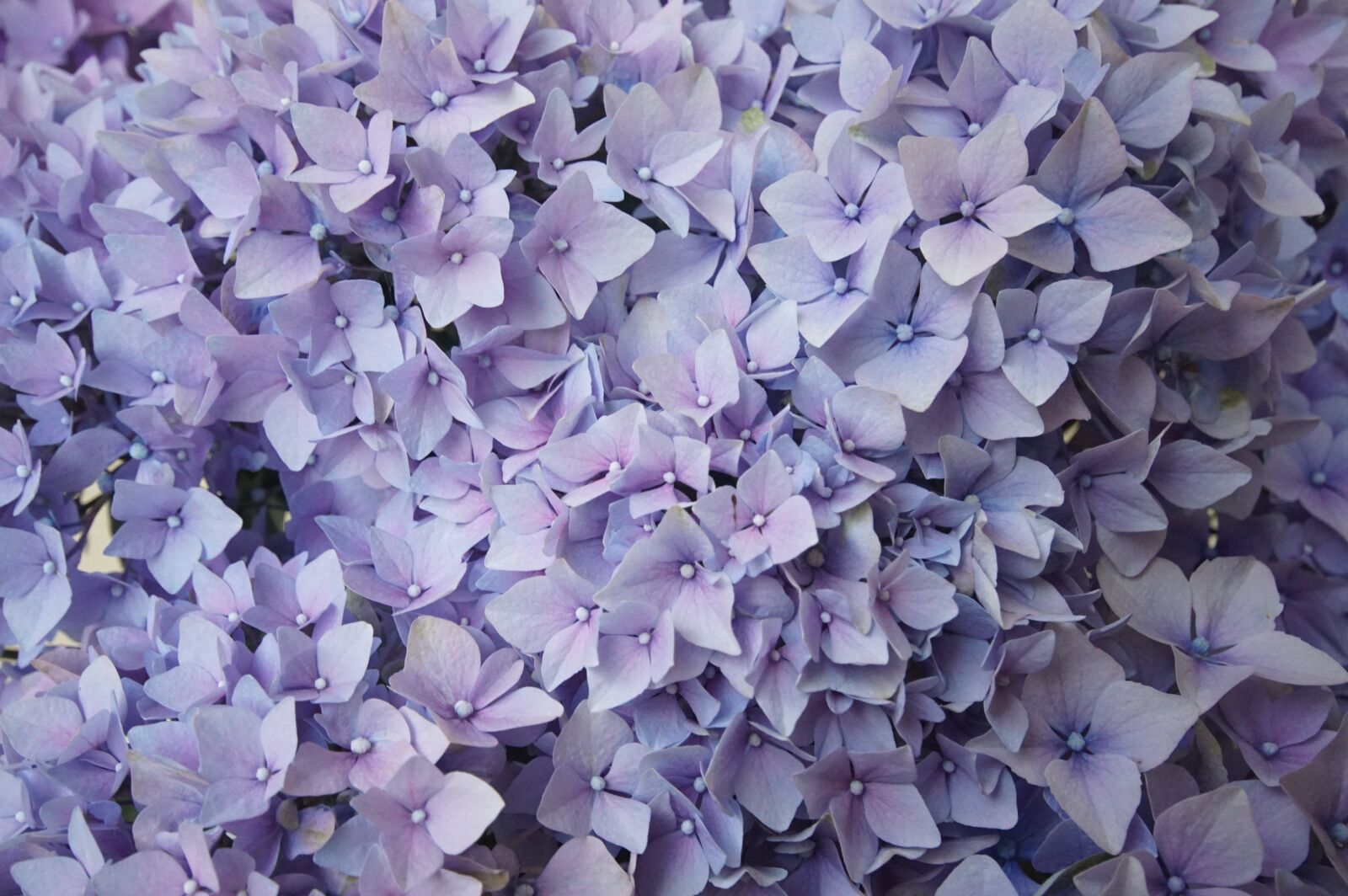 Sony ILCA-77M2 sample photo. Violet, bush, nature photography