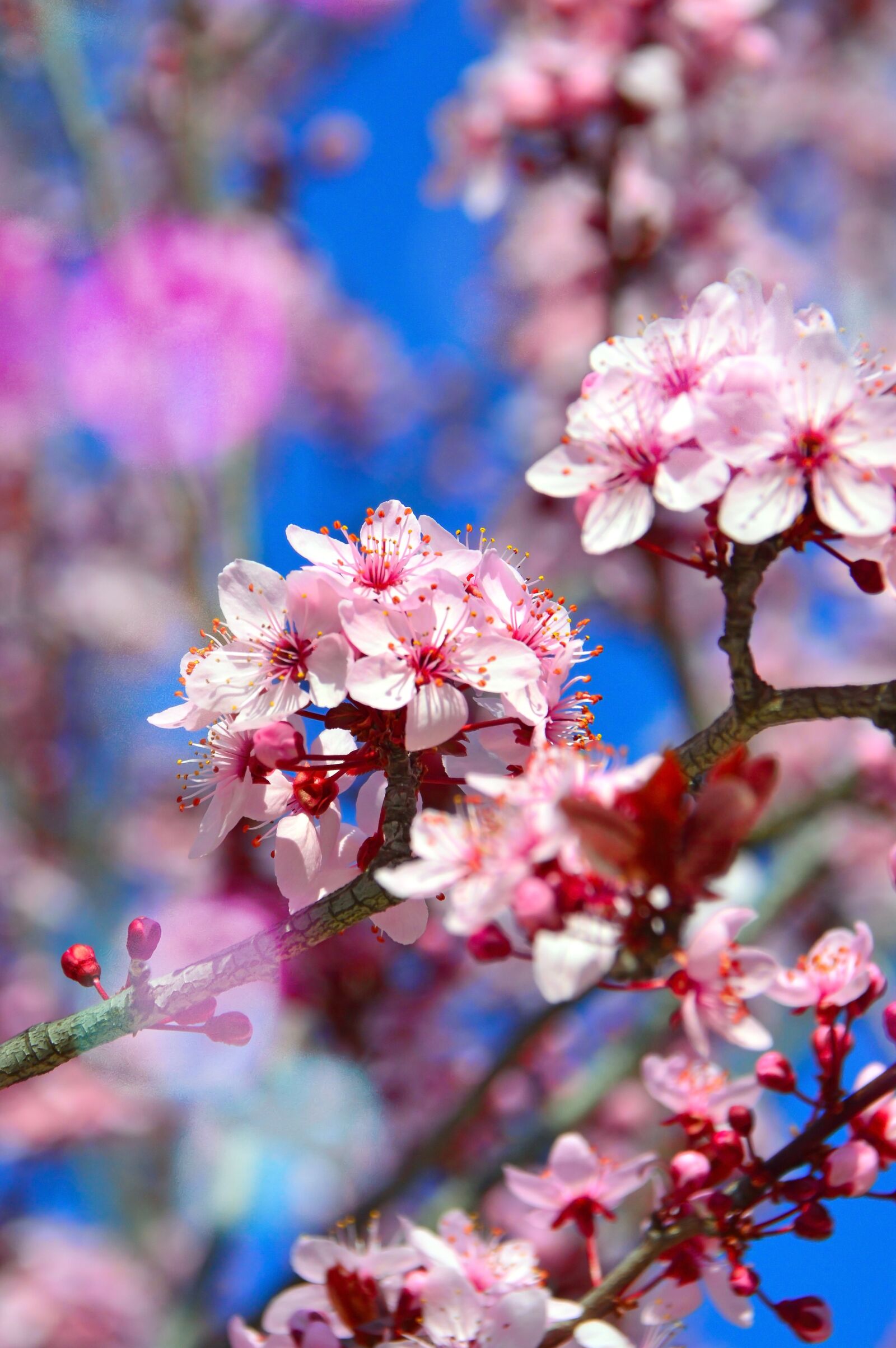 Nikon D3200 sample photo. Flower, nature, branch photography