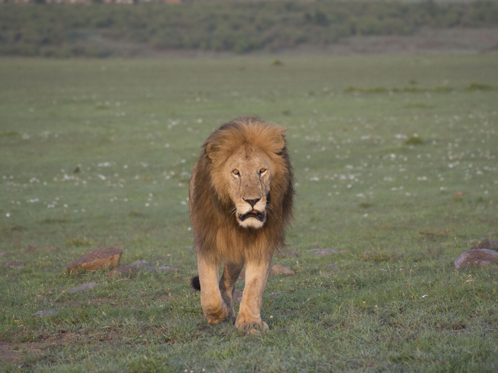 Olympus M.Zuiko ED 75-300mm F4.8-6.7 II sample photo. Lion, africa, safari photography