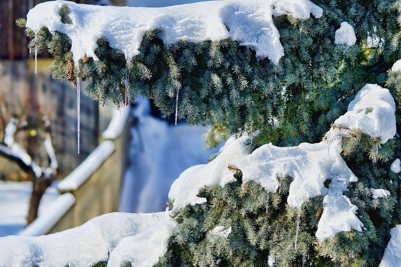Sony a6000 + Sony FE 90mm F2.8 Macro G OSS sample photo. Snow, icicle, conifer photography