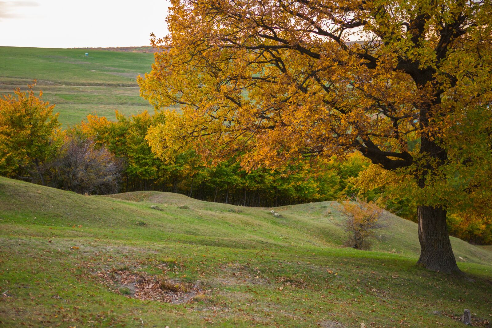 Canon EF 24-70mm F2.8L USM sample photo. Autumn, landscape, yellow photography