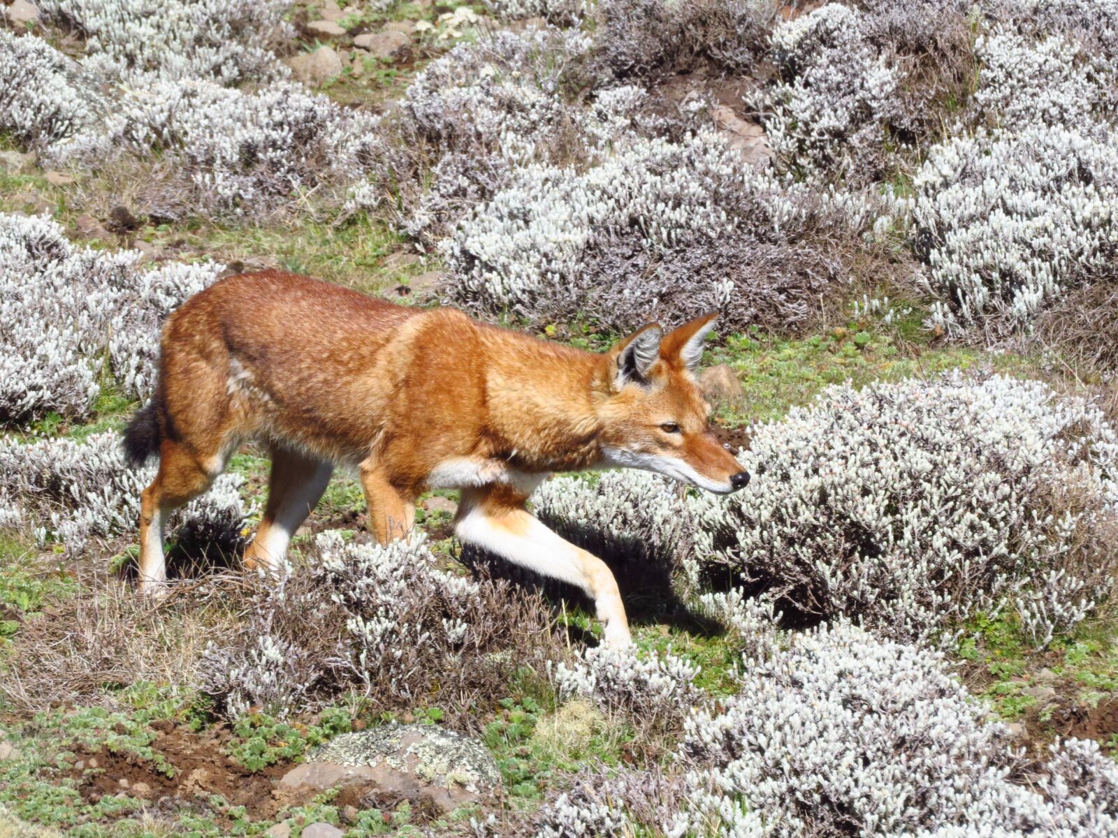 Canon PowerShot SX50 HS sample photo. Ethiopian wolf, wolf, hunting photography