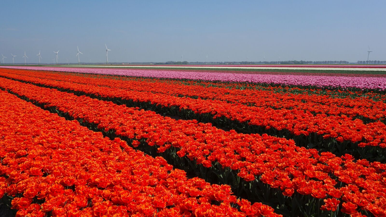 Sony Cyber-shot DSC-RX100 sample photo. Tulips, bulbs, tulip photography