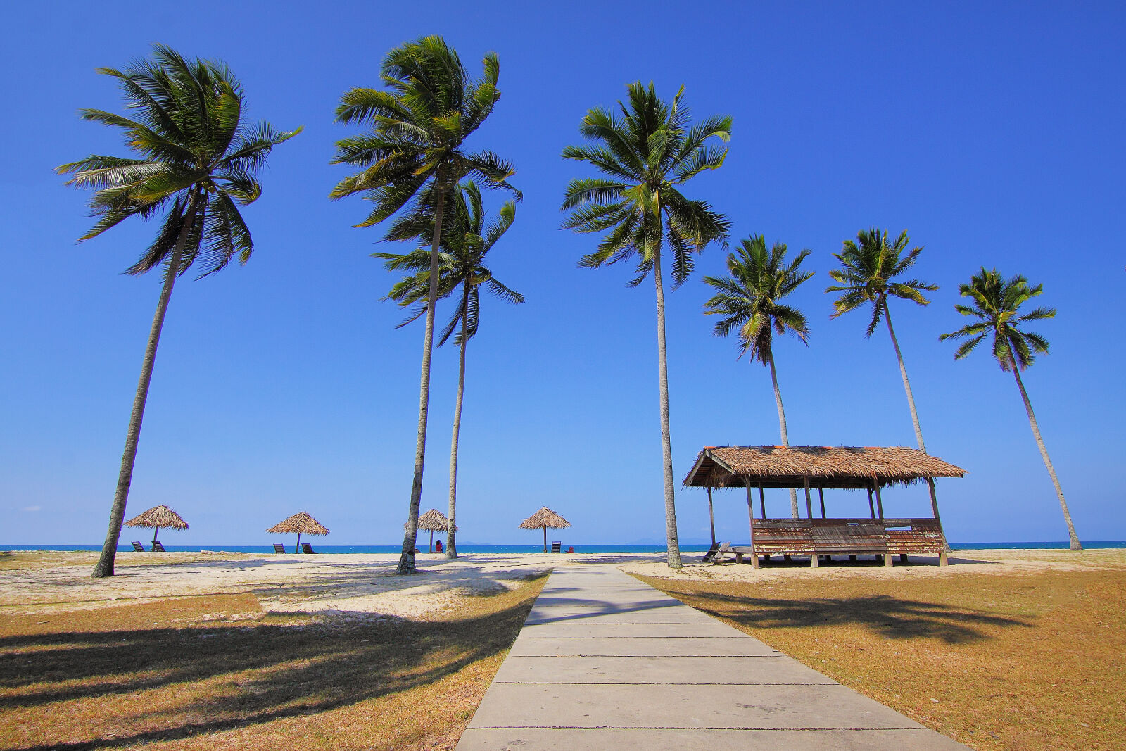 Canon EOS 50D sample photo. Coconut, trees, lined, near photography