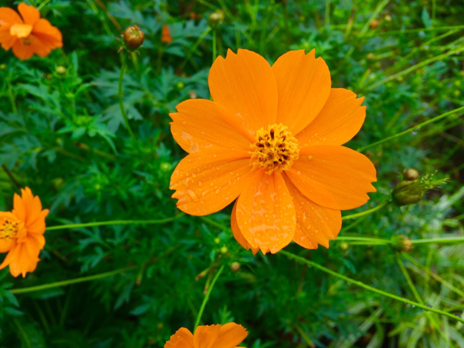 iPhone 5s back camera 4.15mm f/2.2 sample photo. Garland chrysanthemum, flowers, orange photography