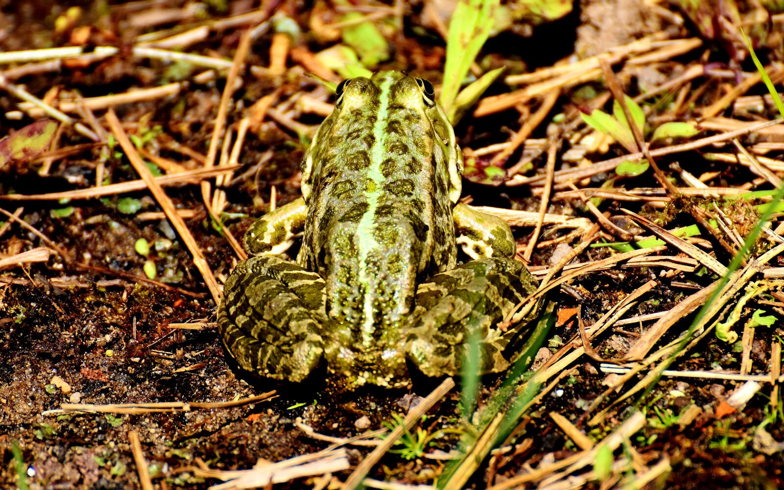 Nikon D7200 sample photo. Frog, pond, animal photography