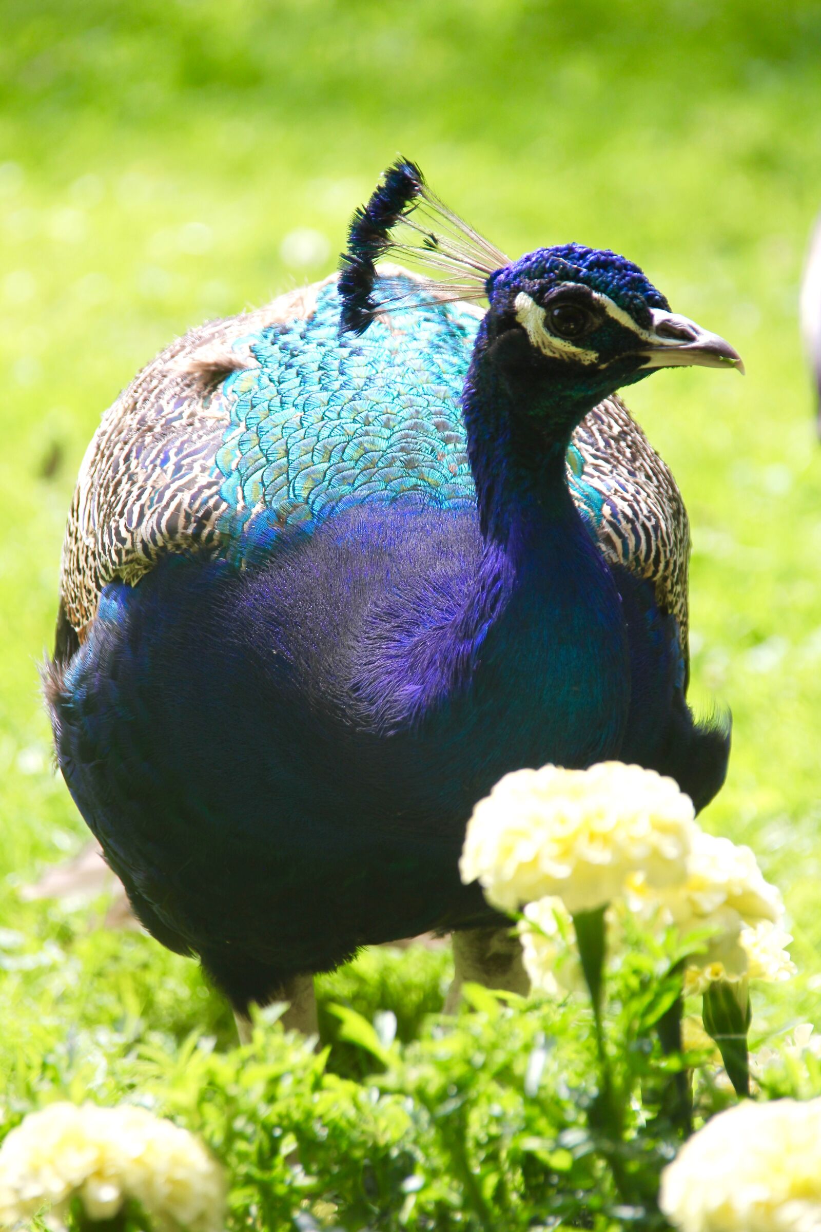 Canon EOS 60D sample photo. Peacock, bird, animal photography