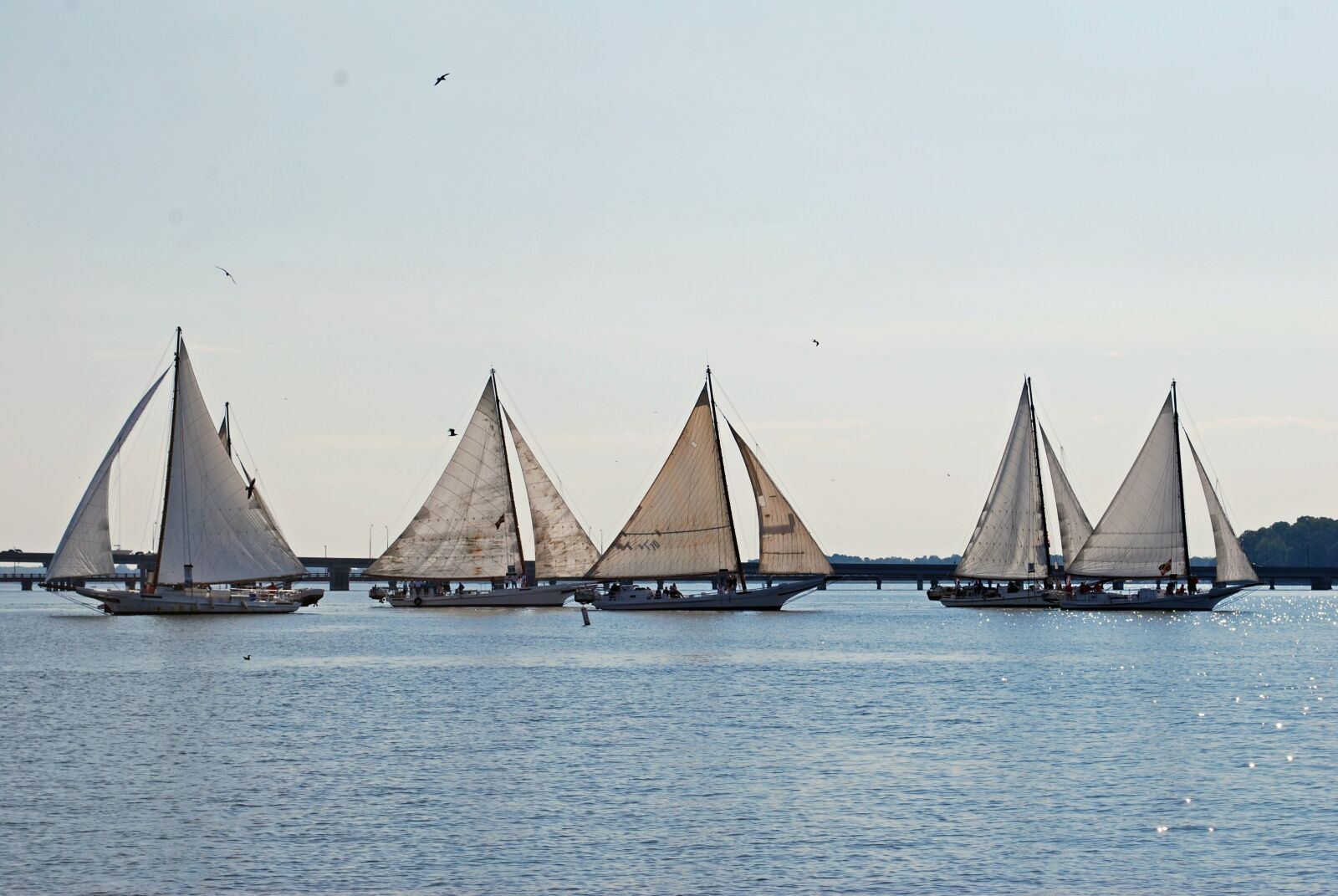 Nikon D60 sample photo. Skipjack, sailing, boat photography