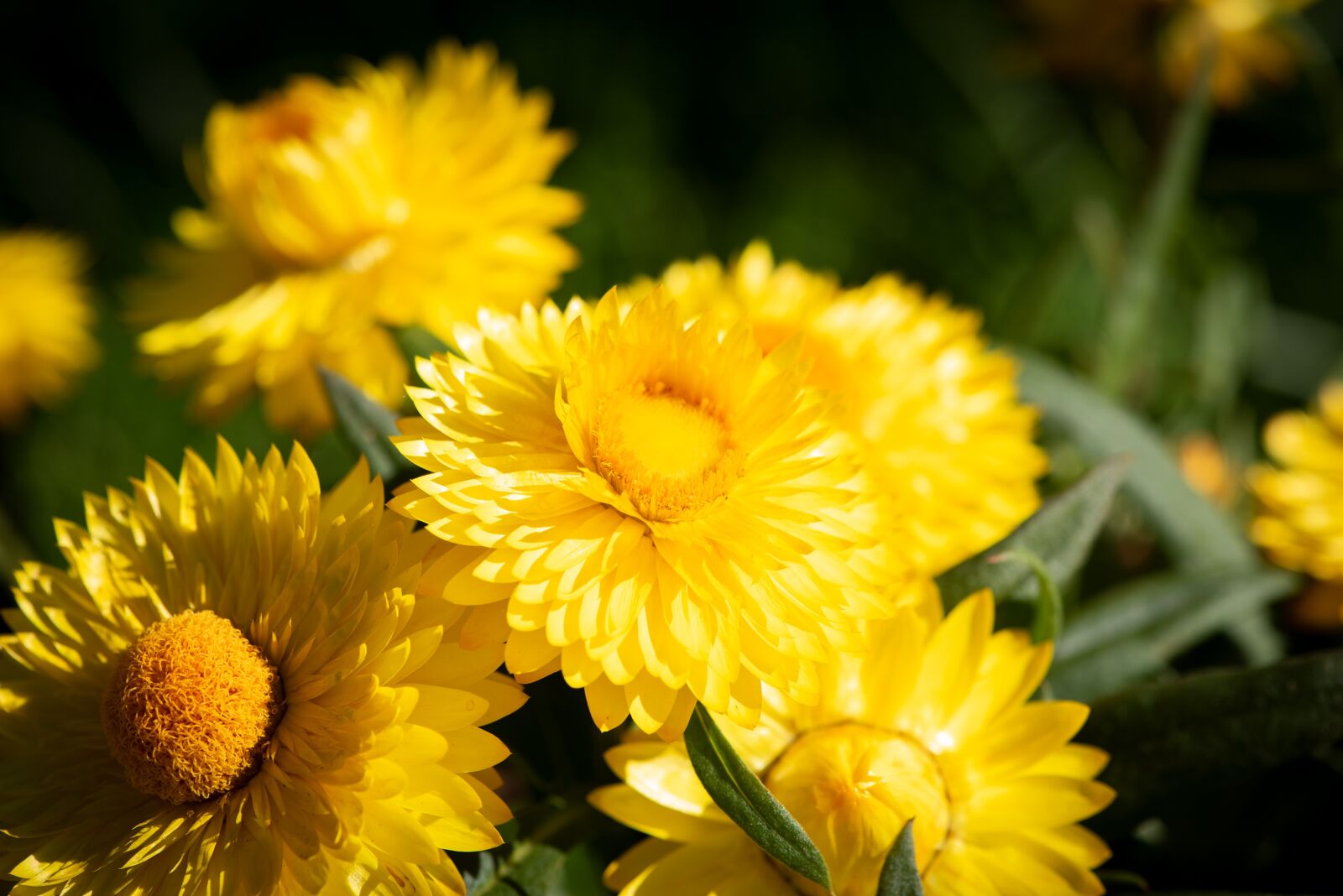 Nikon D750 sample photo. Straw flowers, flowers, yellow photography