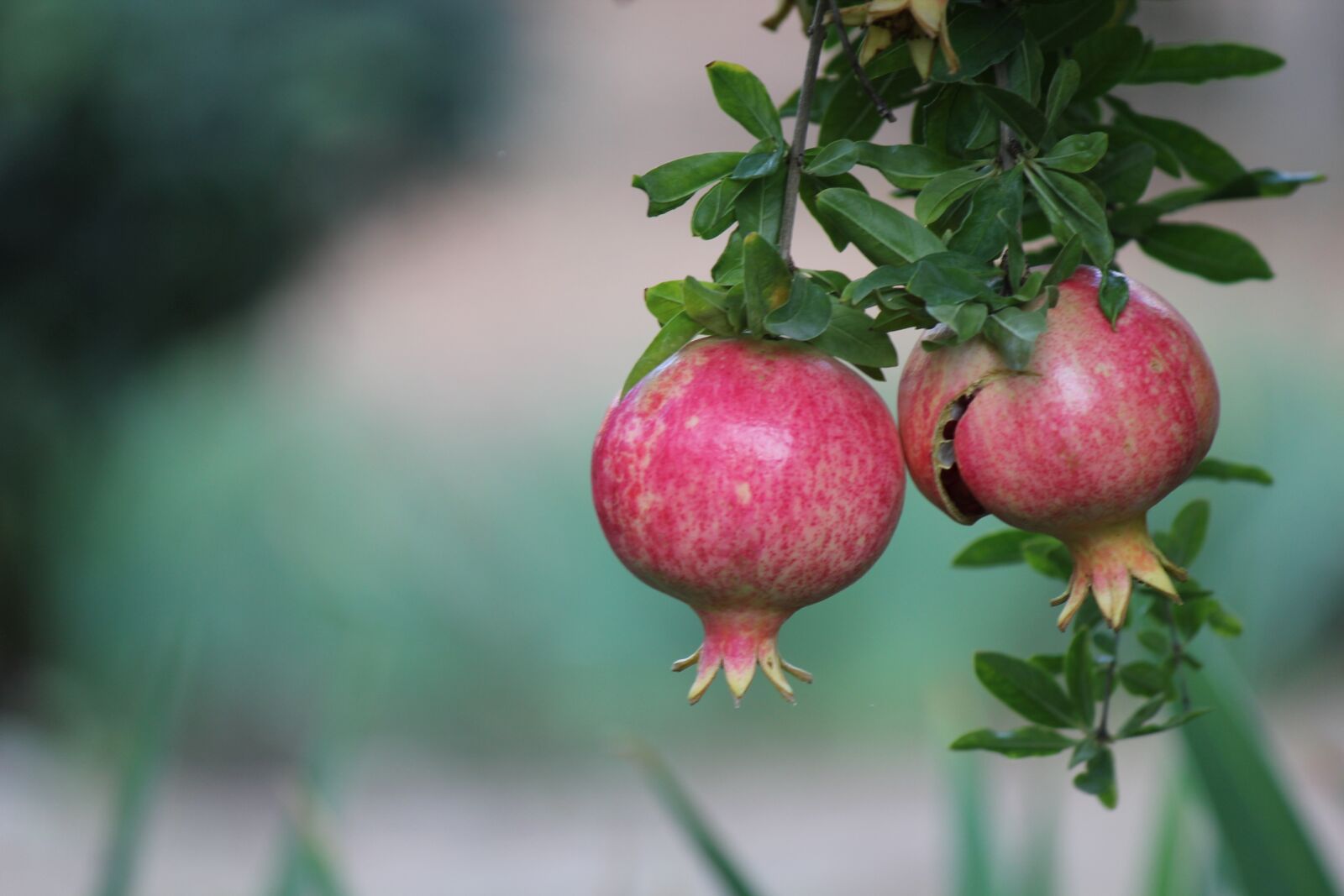 Canon EOS 550D (EOS Rebel T2i / EOS Kiss X4) sample photo. Pomegranate, cyprus, vacations photography