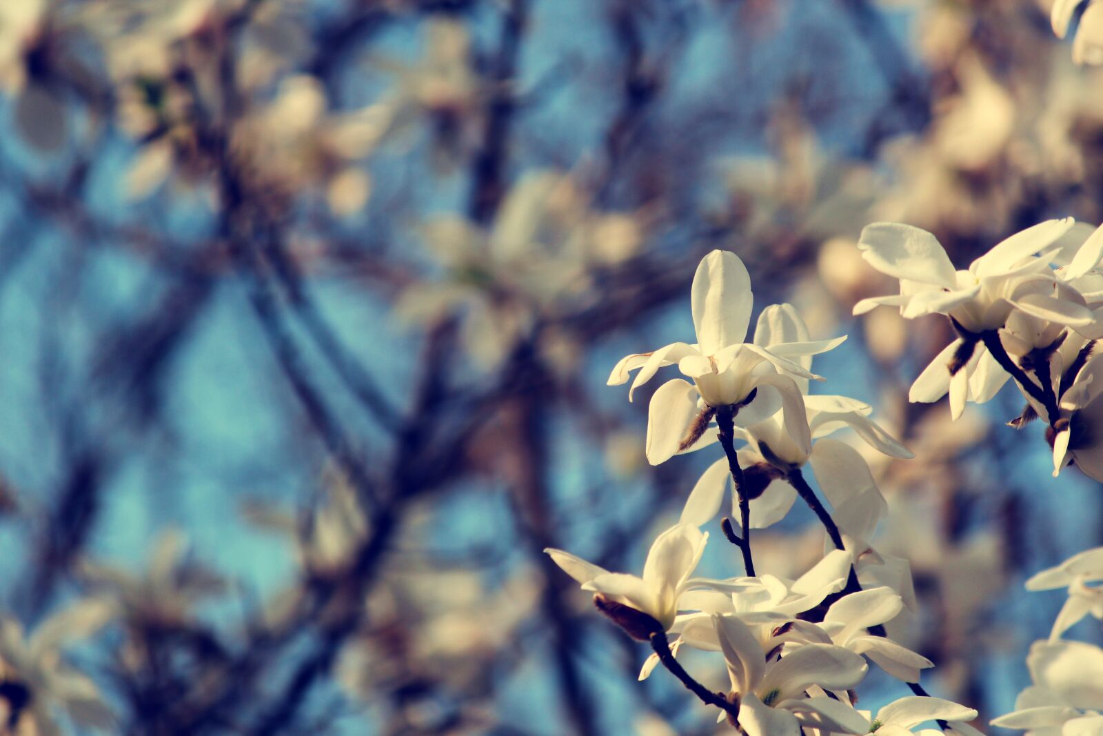 Canon EF-S 55-250mm F4-5.6 IS II sample photo. Campus officials micro, spring photography