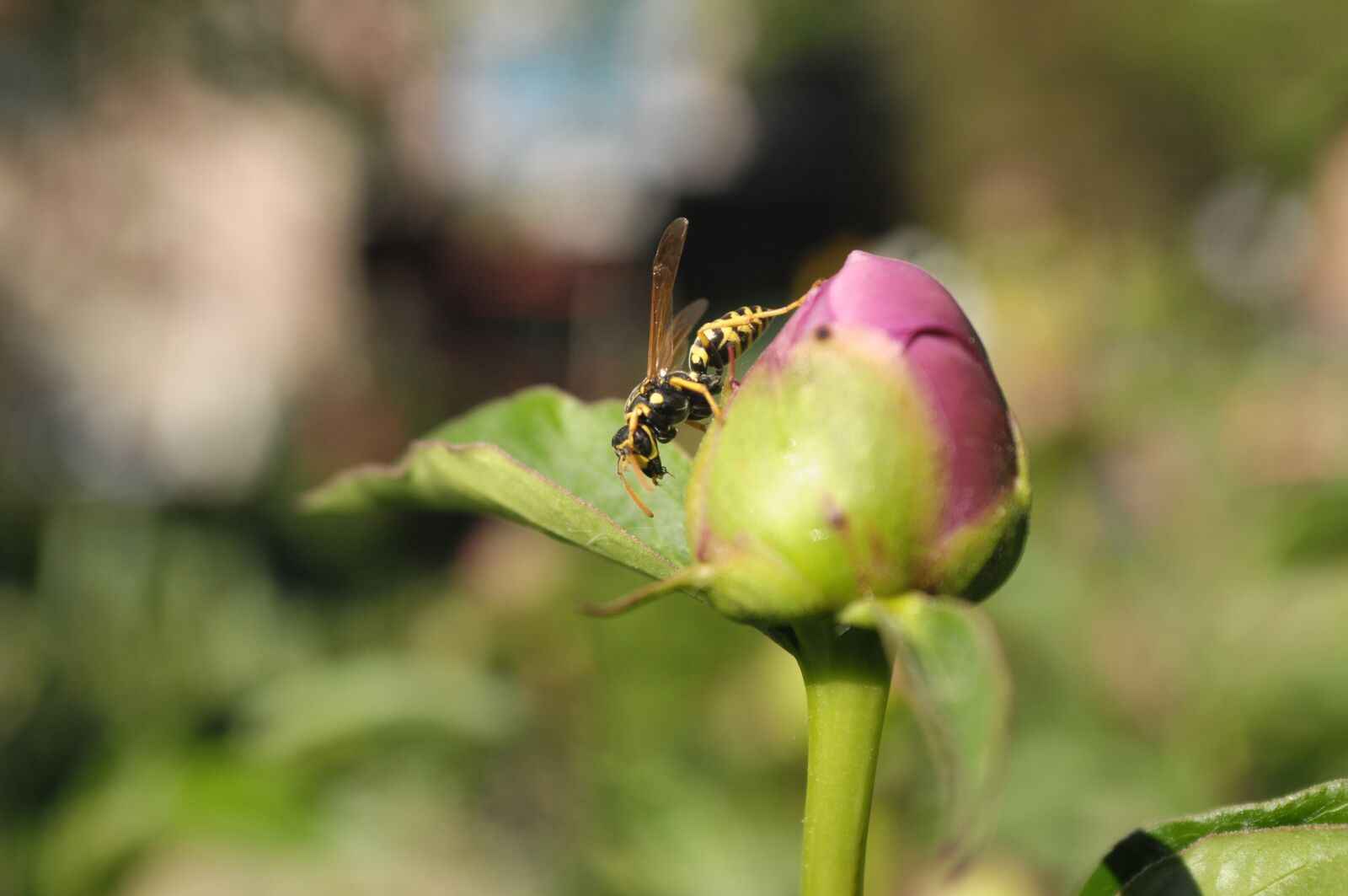 Nikon D300 sample photo. Flower, bud, osa photography