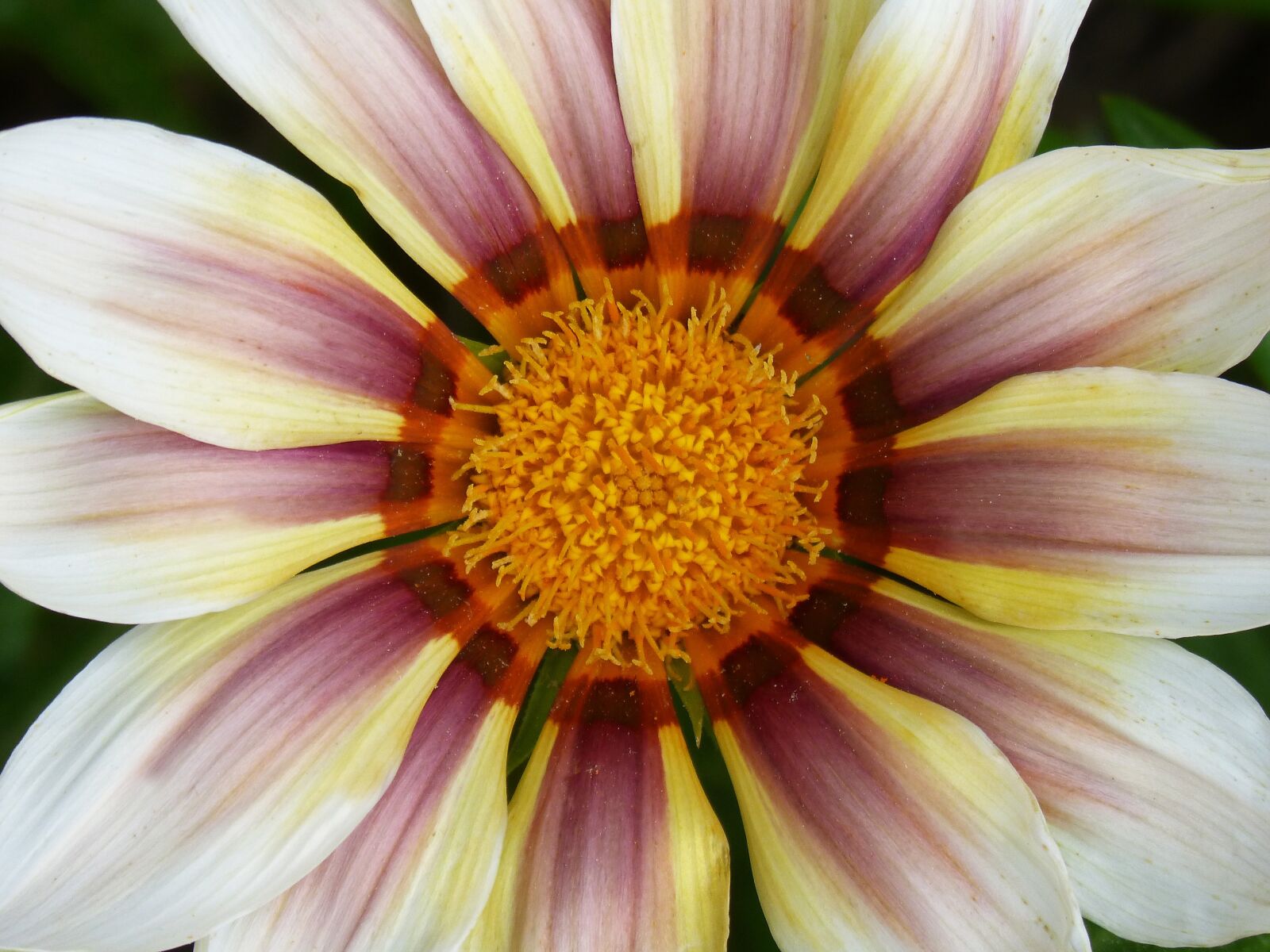 Panasonic DMC-FZ62 sample photo. Flower, petals, detail photography
