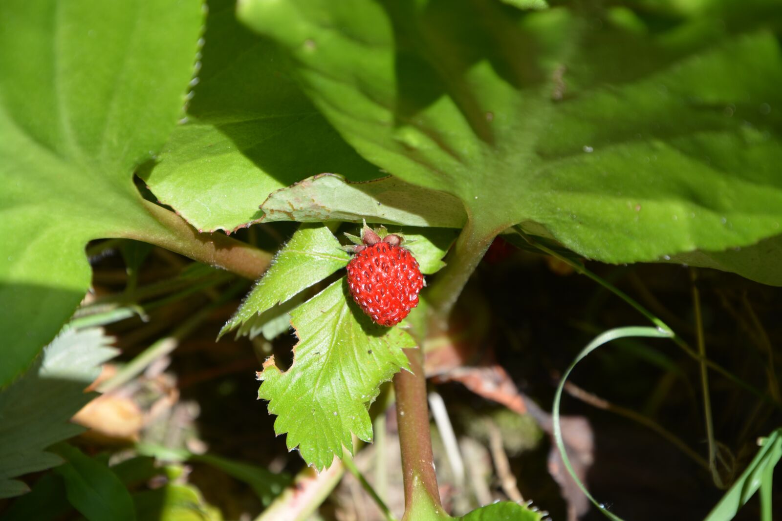 Nikon D5200 sample photo. Strawberry, fruit, nature photography