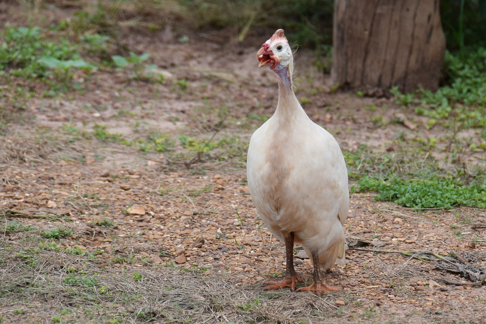 Nikon D5300 sample photo. Chicken, bird, hen-d to photography