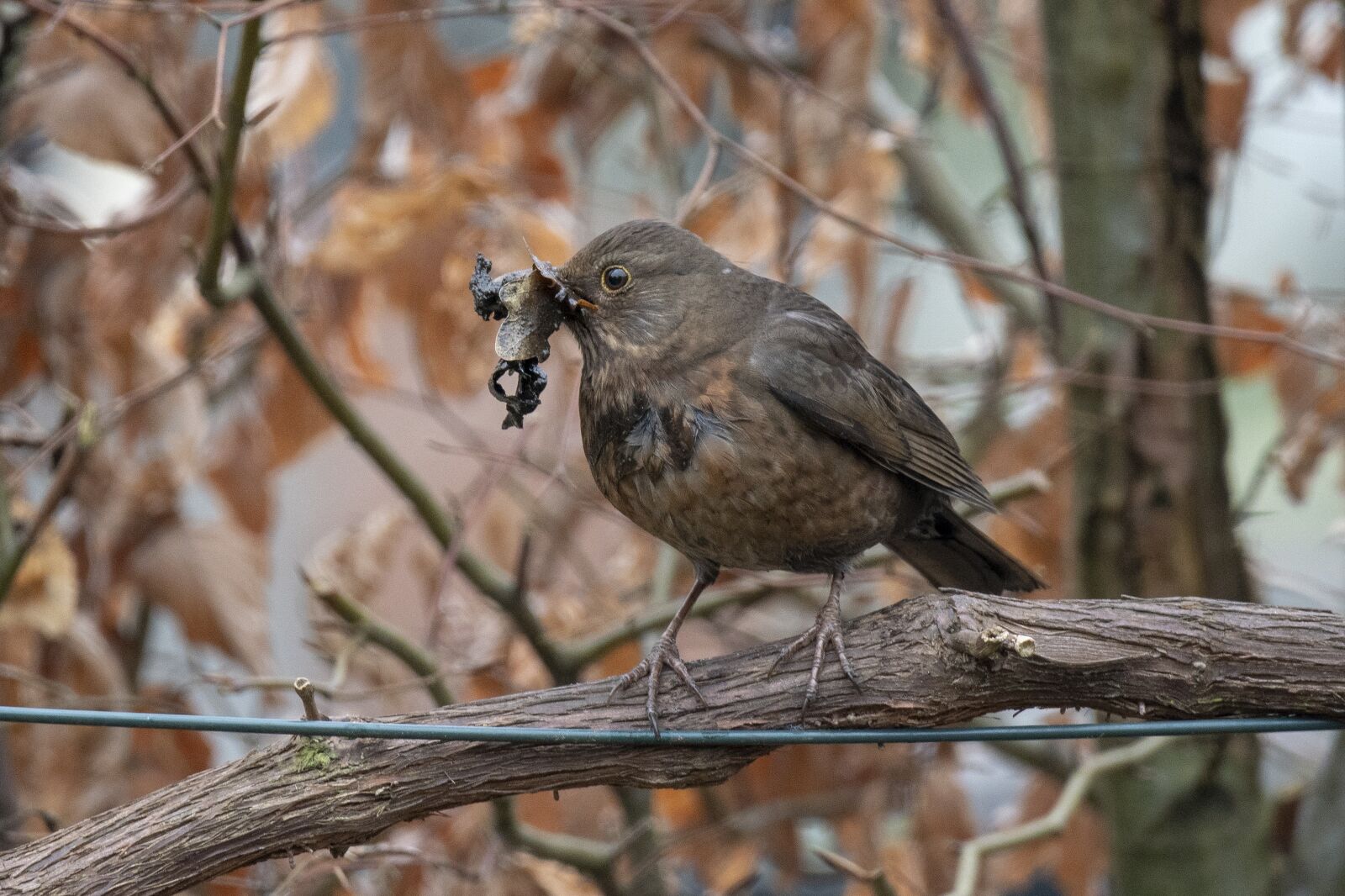 Nikon D500 sample photo. Blackbird, bird, nest photography
