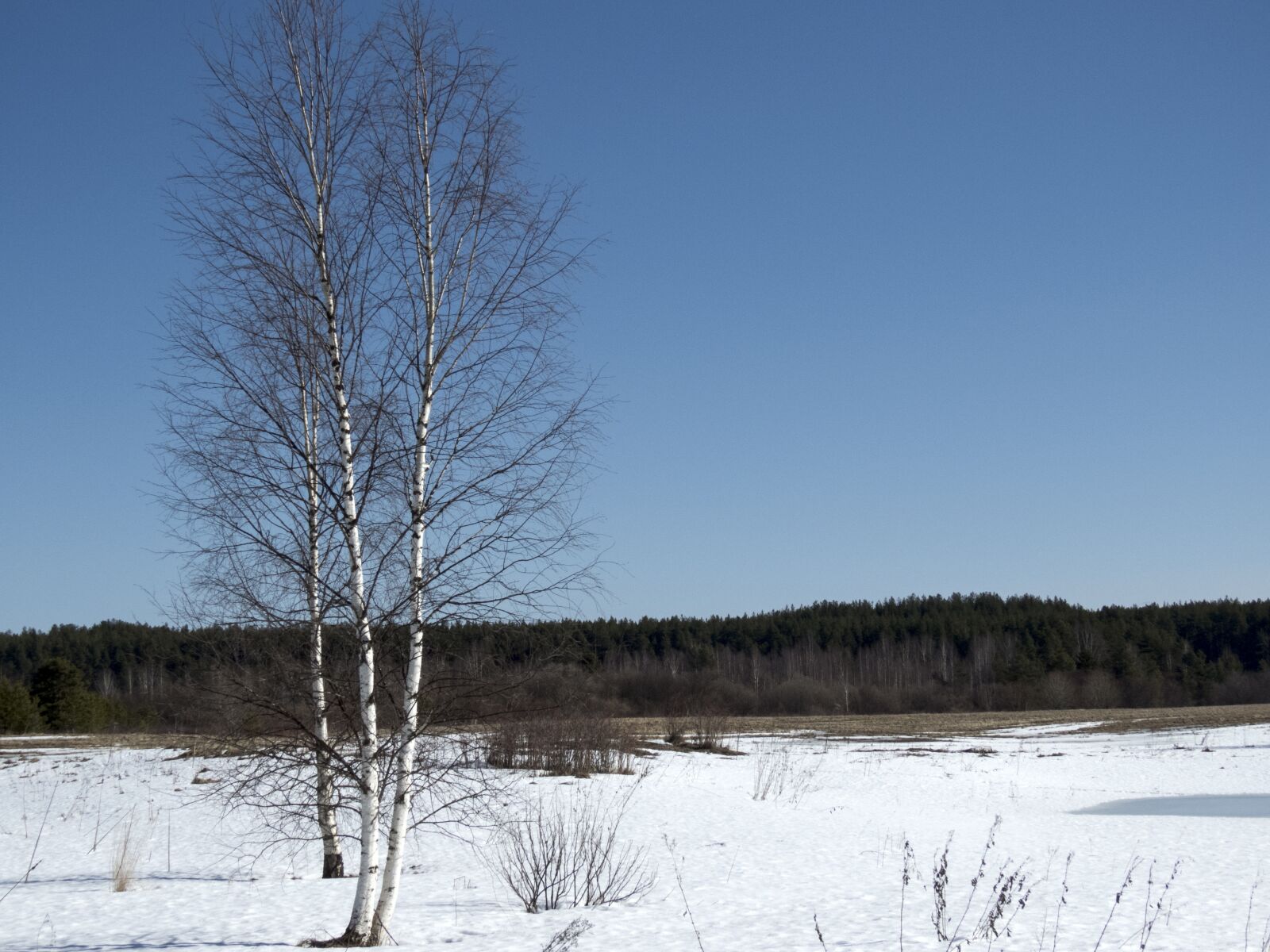 Canon PowerShot SX60 HS sample photo. Birch, tree, sky photography