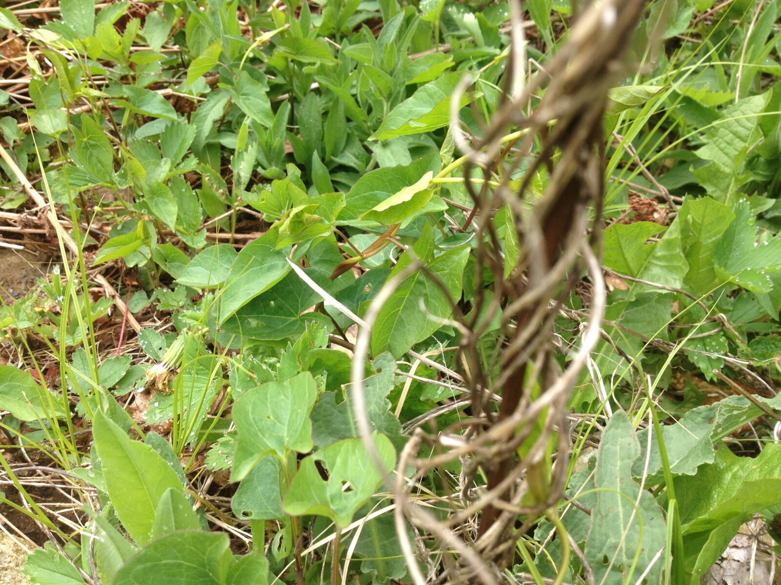 iPhone 4S back camera 4.28mm f/2.4 sample photo. Close, up, flowers, nature photography