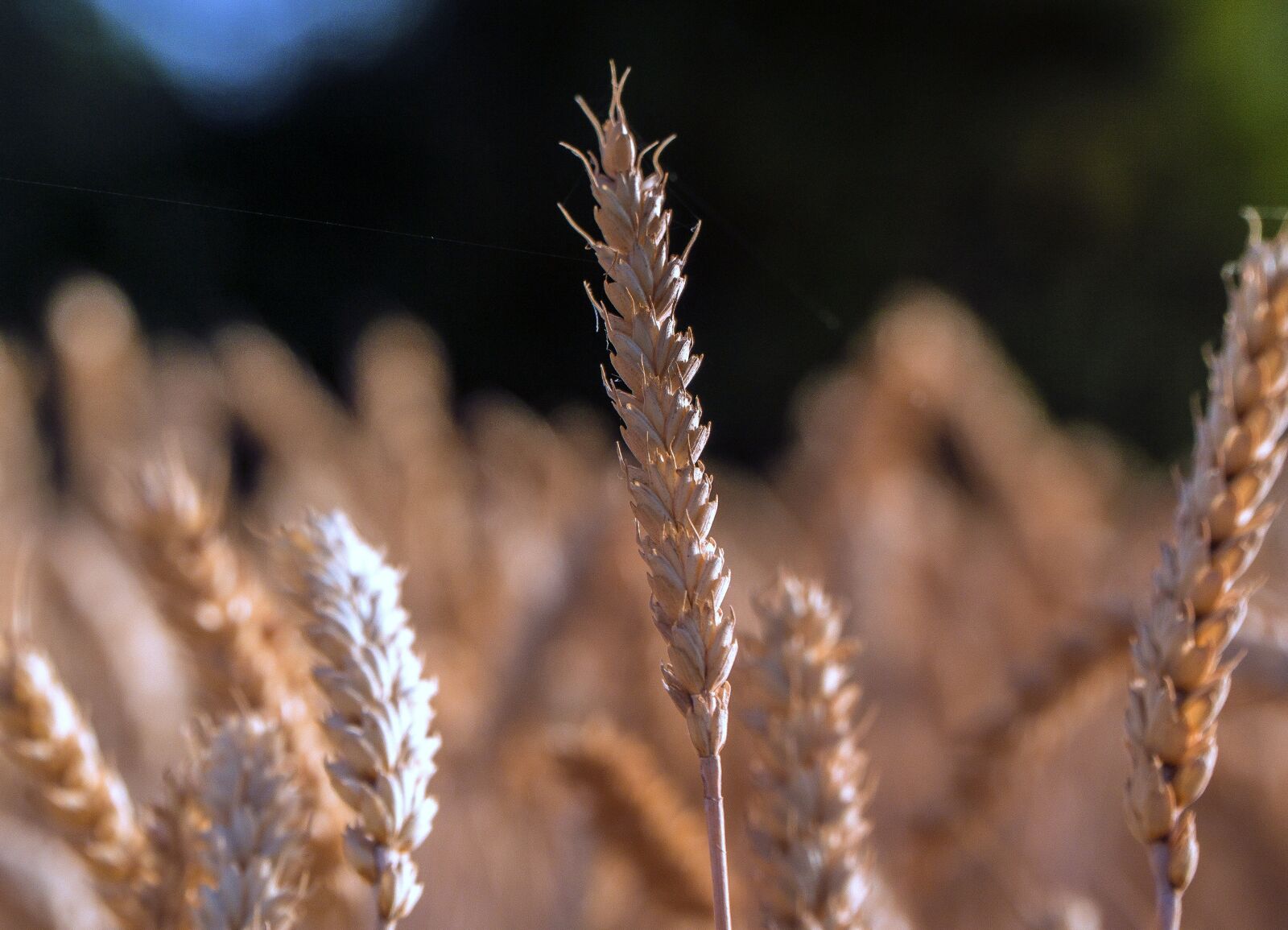 Sony E PZ 18-105mm F4 G OSS sample photo. Spikes, wheat, agriculture photography
