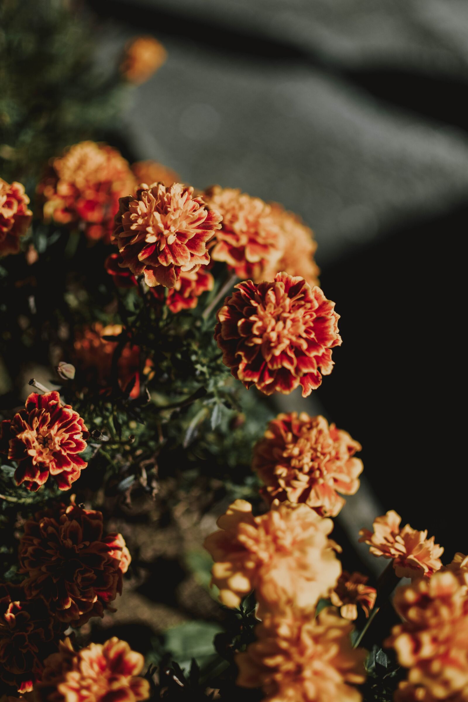 Nikon D5200 sample photo. Flowers, orange, detail photography