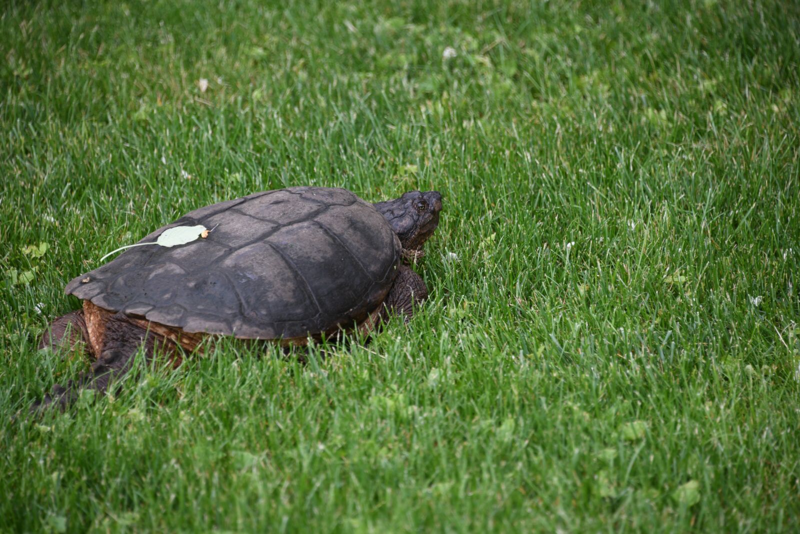 Nikon D850 sample photo. Turtle, snapping, reptile photography
