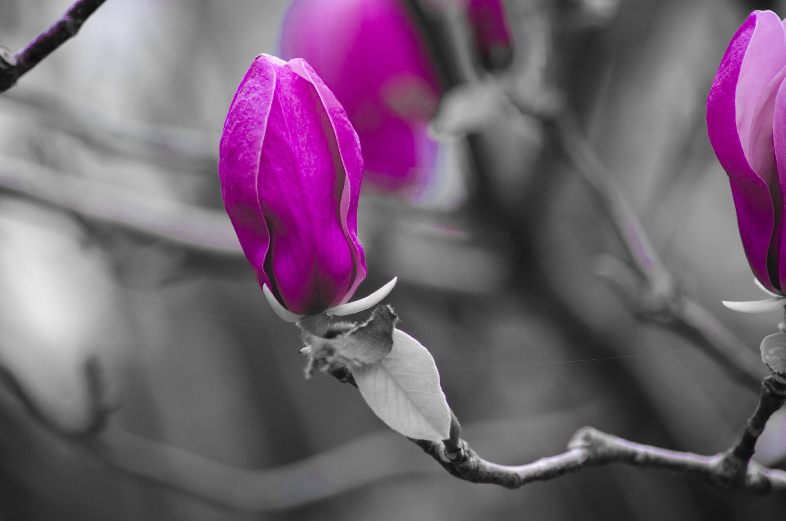 Nikon D7000 sample photo. Flower, grey, violet photography