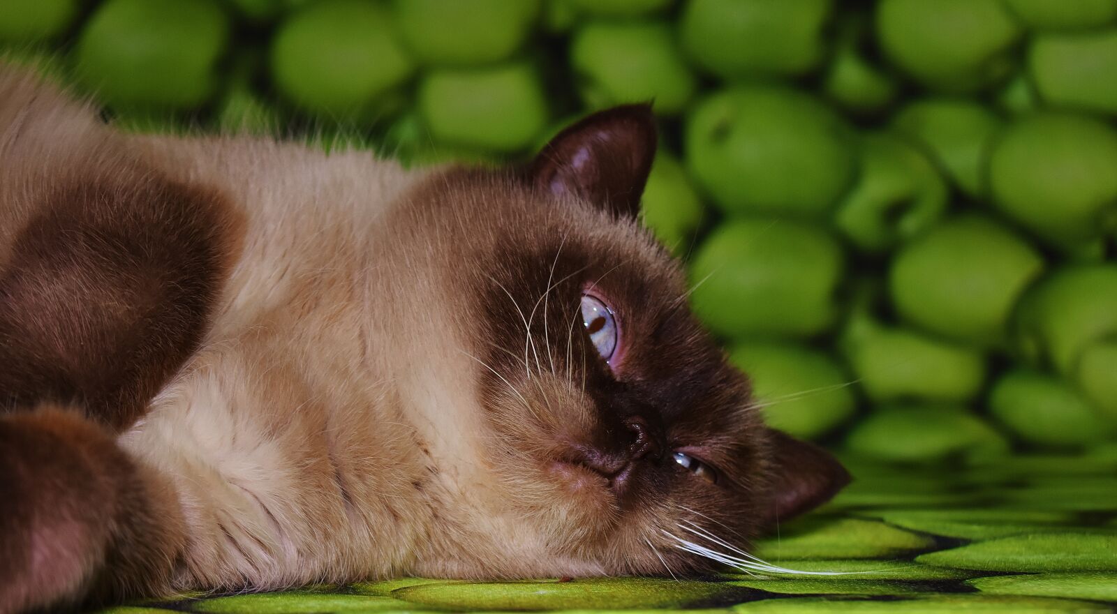 Nikon D7200 sample photo. Cat, british shorthair, concerns photography