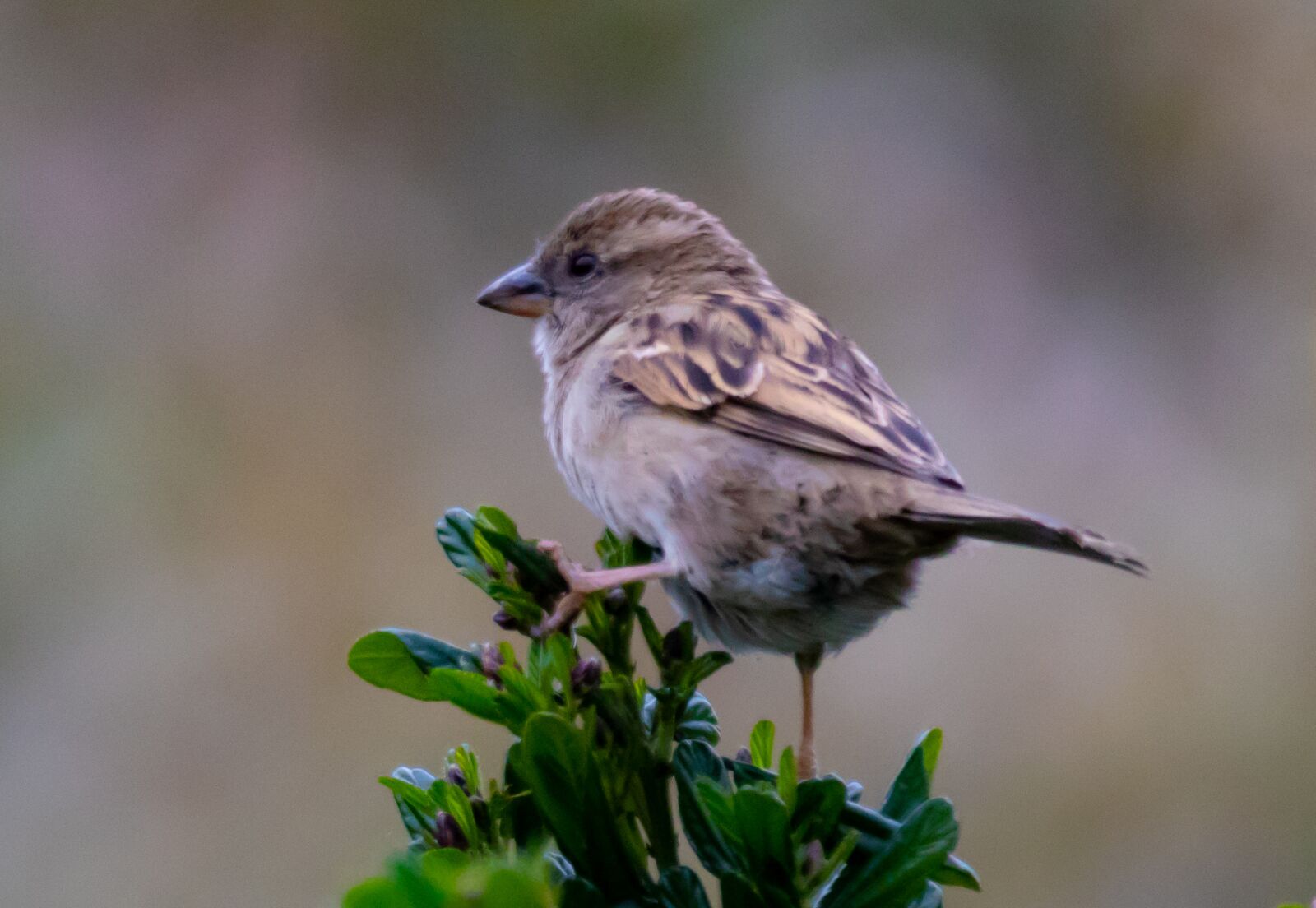 150-600mm F5-6.3 DG OS HSM | Contemporary 015 sample photo. Sparrow, hedge sparrow, female photography
