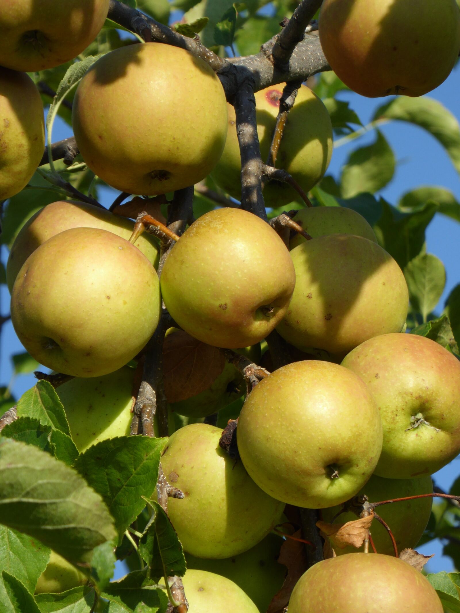 Panasonic DMC-TZ61 sample photo. Apple, ripe, tree photography