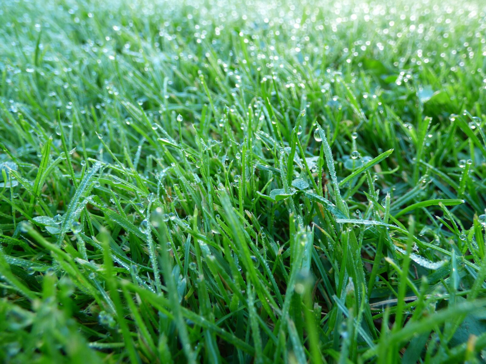 Panasonic DMC-FZ72 sample photo. Grass, dew, lawn photography