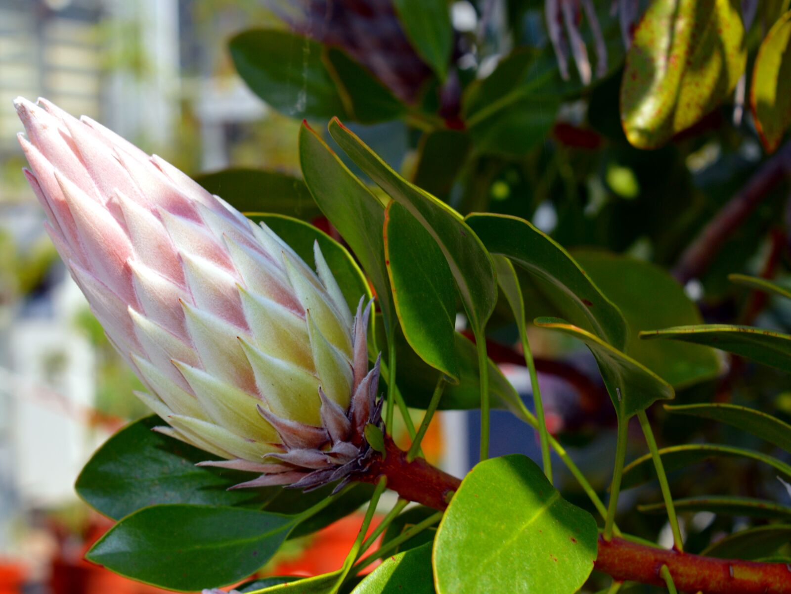 Nikon D3200 sample photo. Protea, king protea, protea photography