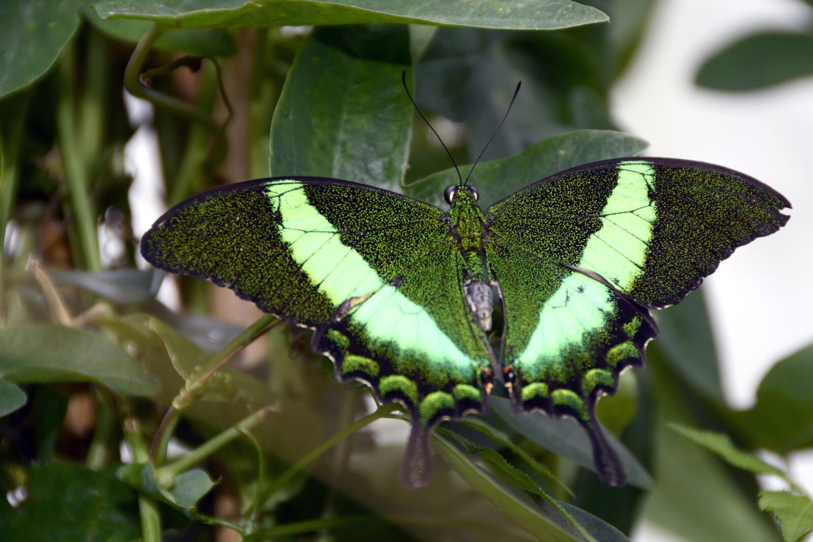 Nikon D7100 sample photo. Butterfly, insect, wing photography