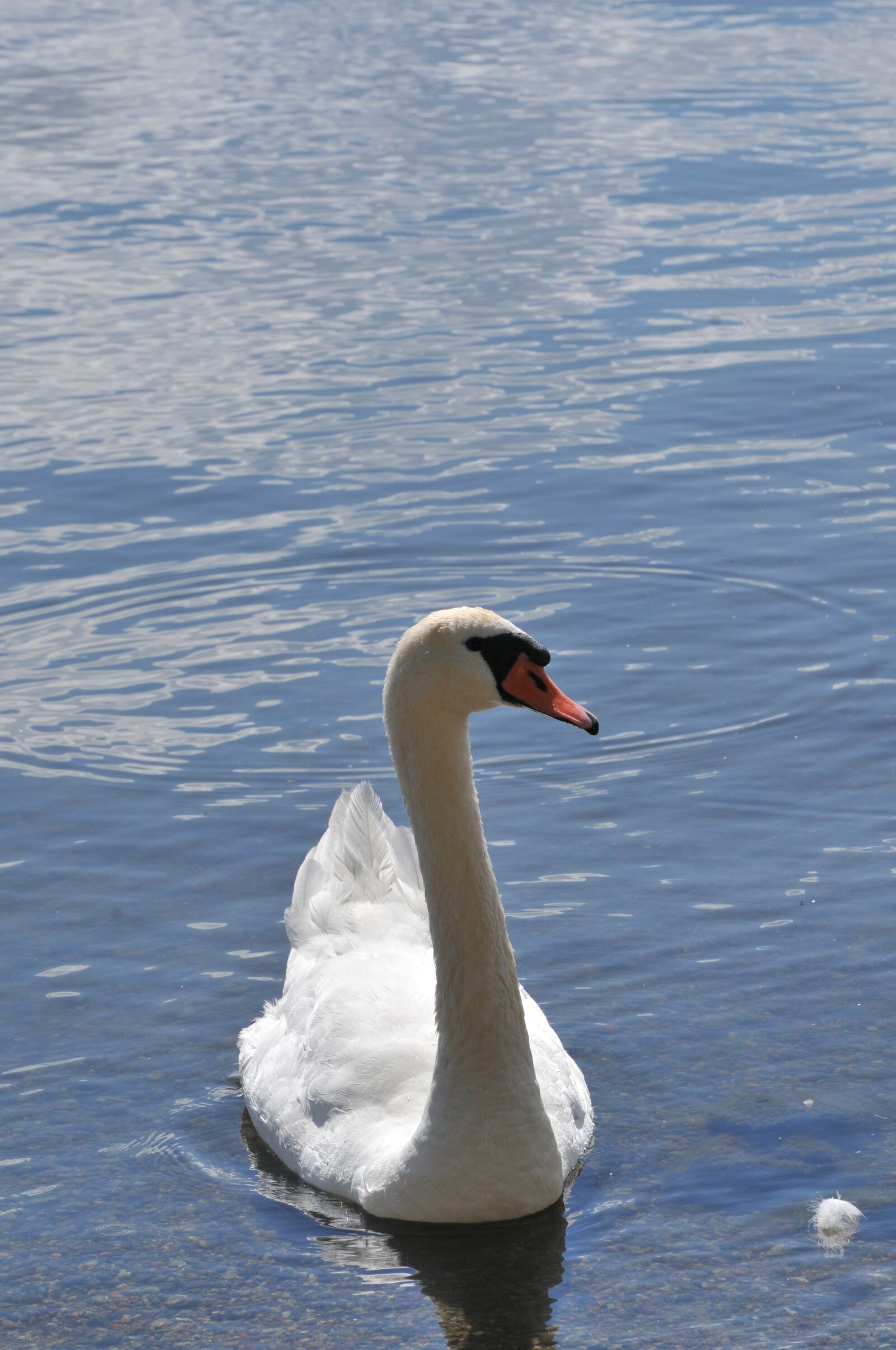 Nikon D300 sample photo. Swan, water, nature photography
