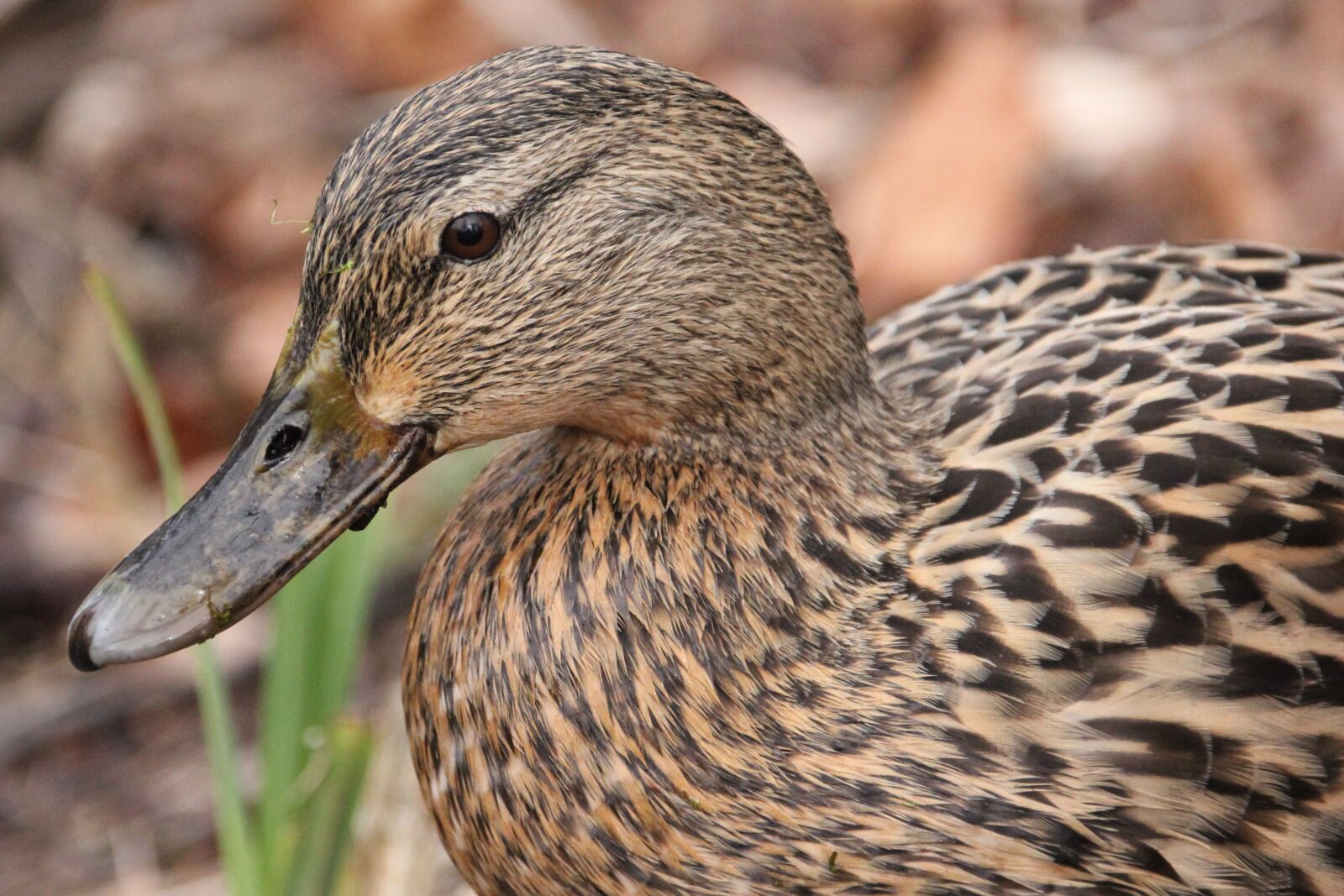 Canon EOS 550D (EOS Rebel T2i / EOS Kiss X4) sample photo. Waterfowl, duck, water photography