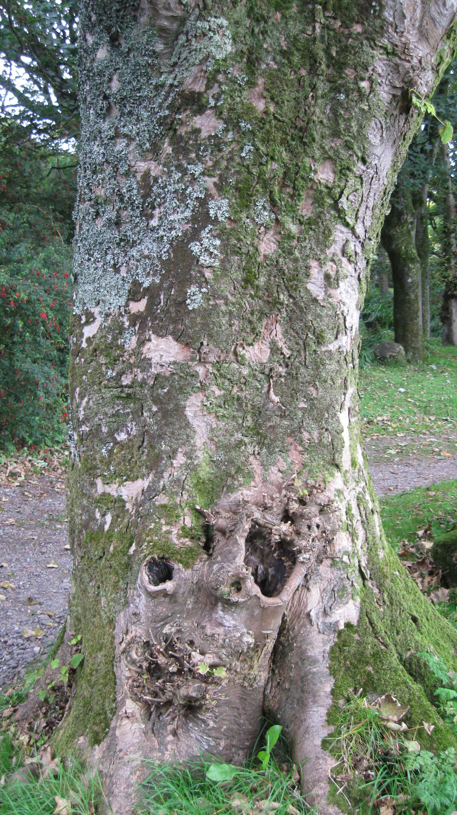 Canon PowerShot A590 IS sample photo. Fairie tree, heart, tree photography