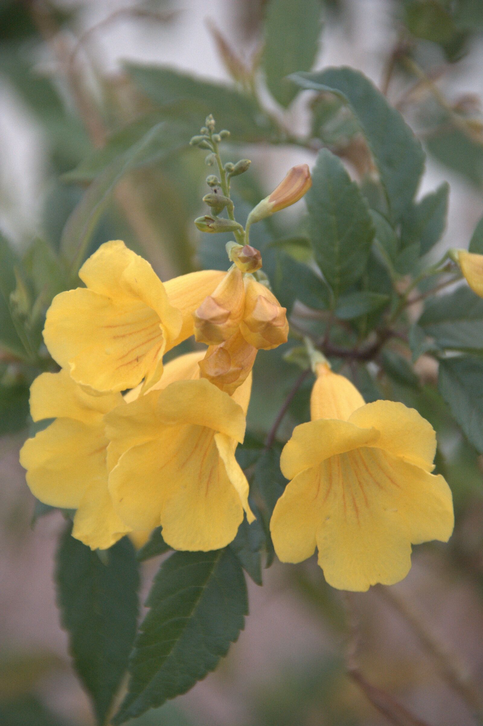 Nikon D7100 sample photo. Flowers, yellow, nature photography