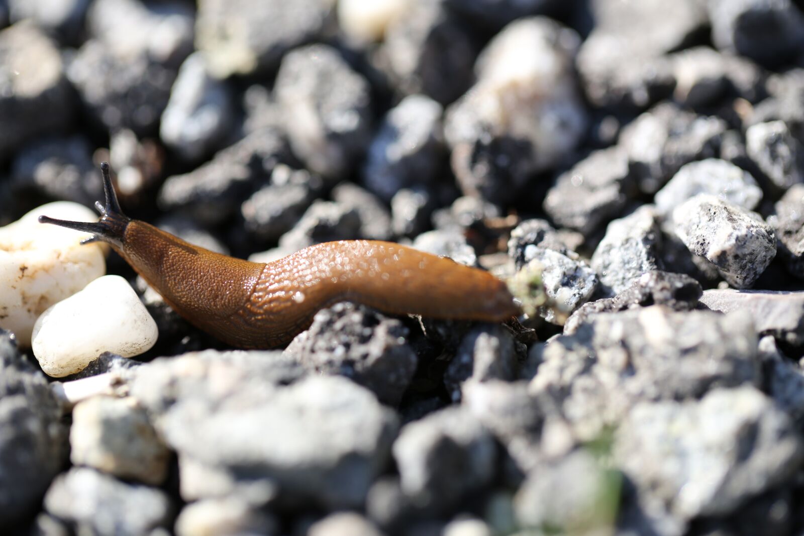 Canon EF 100mm F2.8L Macro IS USM sample photo. Snail, stones, nature photography